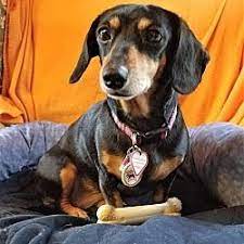 Lt is lpdr's goai to identify abandoned, mistreated, or homeiess dogs and oversee their treatment and weiibeing whiie working to find ioving owners for those in our care. Available Pets At All American Dachshund Rescue In Columbia Tennessee Dachshund Adoption Dachshund Rescue Dachshund