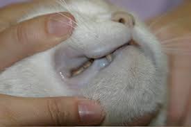 Most of the time, dark spots on gums line are minor and would clear on their own, and sometimes it requires proper treatment to cure itchy and annoying black spots. Gum Colour And Your Cats Health Adelaidevet