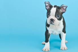 Boston terrier for sale near me craigslist. Blue Boston Terriers And Other Rare Colours With Pictures