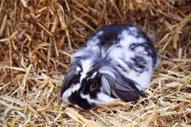 What Kind Of Bedding Do Rabbits Need