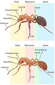 ant anatomy ask a biologist