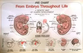 The Iris And The Embryo Chart