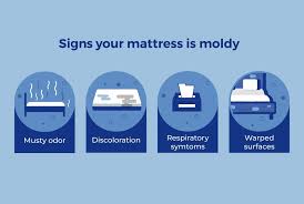 How To Spot Mold On Mattress What To