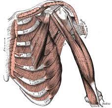 Cramps in ribcage are often observed in those who strain or overwork their upper body. Intercostal Muscle Strain