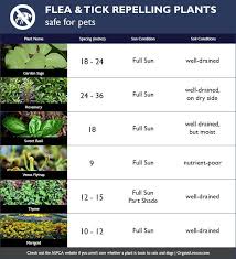 Repel Fleas And Ticks In Your Backyard