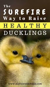 raise healthy ducklings