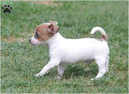It's also free to list your available puppies and litters on our site. Jack Russell Chihuahua Puppy For Sale In Michigan