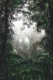 Cloud Forest Pictures