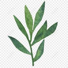 dark green leaves png images with
