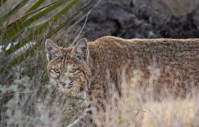 bobcat mojave national preserve