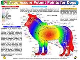 Acupressure For Pets Canine Arthritis And Joint