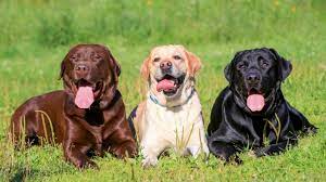 Maybe you would like to learn more about one of these? Labrador Retrievers 8 Fun Facts About These Adored Adaptable Dogs
