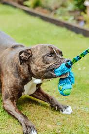 love tug e nuff toys for staffies