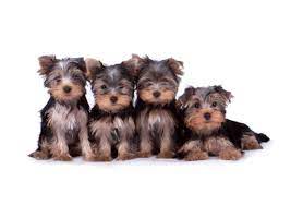 yorkshire terrier tiny breed with big