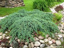 juniperus squamata blue carpet