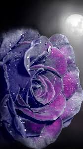wallpaper of purple roses 67 images