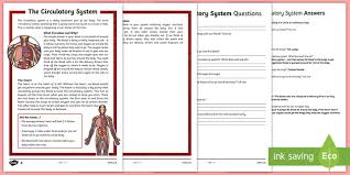 What are the major parts of the 16. Circulatory System Reading Comprehension Worksheets Twinkl