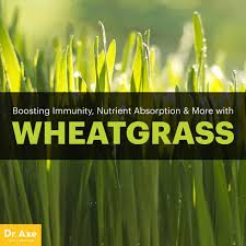 21 wheatgr benefits including