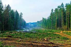stop clearcutting our carbon sinks