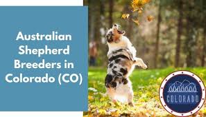 The aussie was born and bred to herd livestock and this strong work ethic has most certainly not disappeared through the ages. 12 Australian Shepherd Breeders In Colorado Co Australian Shepherd Puppies For Sale Animalfate