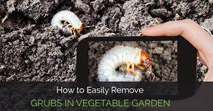remove grubs in vegetable garden