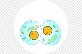 We did not find results for: Mitosis Cytokinesis Cell Division Anaphase Animal Cell S Food Plate Png Pngegg