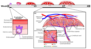Micromachines | Free Full-Text | Modelling the Human Placental Interface In  Vitro—A Review