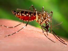 In most cases, it disappears in adulthood. Dengue Fever Causes Symptoms Prevention