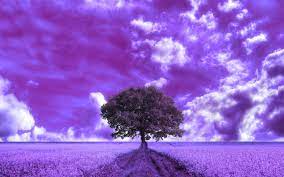 Purple Clouds and Field HD Wallpaper ...