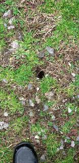 Maybe you would like to learn more about one of these? Is This A Snake Hole Is There Any Way To Even Tell From This Image Snakes