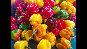 how to dehydrate scotch bonnet peppers