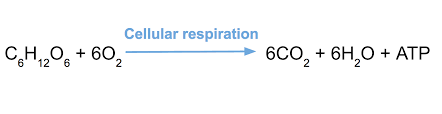 Cellular Respiration Review Article