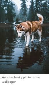 Now you can enjoy this beautiful animal in pristine hd with a husky wallpaper from unsplash. Wallpaper Husky Posted By Ryan Tremblay