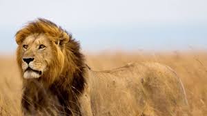 Image result for cecil lion