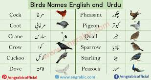 birds names in urdu and english with