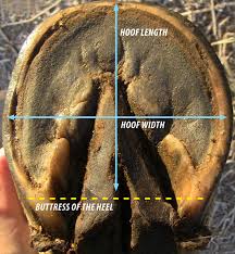 How To Select Hoof Boots For Riding Dover Saddlery