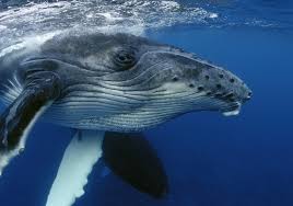 Whale of a problem: why do humpback whales protect other species from attack? | UNSW Newsroom