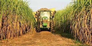 Louisiana Sugarcane: New Variety Featured at AgCenter Field Day – AgFax