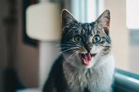 This can manifest in cats as an increased respiratory rate, increased respiratory effort (working harder to take breaths), open mouth breathing, and/or an abnormal posture to breath. Cat Drooling Everywhere These Could Be The Reasons Vet Help Direct