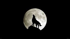 ma32 wolf howl dark minimal nature