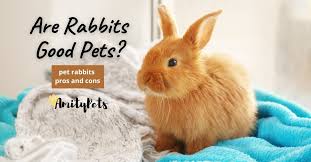 rabbits good pets pet rabbits pros