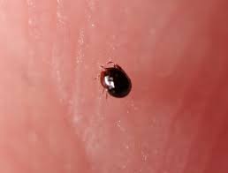 nearly microscopic round black bug