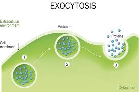 a definition of exocytosis with steps