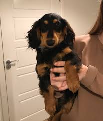 See more of grecandown miniature long haired dachshunds on facebook. Say Hello To Freddy Our New 5month Old Long Haired Black And Cream Standard Dachshund
