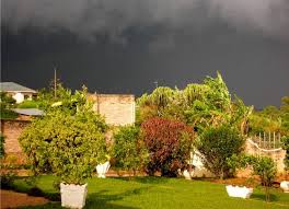 Outdoor Plants Safe During Storms