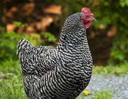 Guide To Chicken Breeds Blains Farm Fleet Blog