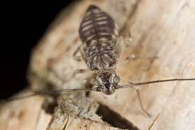 Mit einem käfer alles machen kann. Staublause Lebensweise Erkennungsmerkmale Tipps Zur Bekampfung