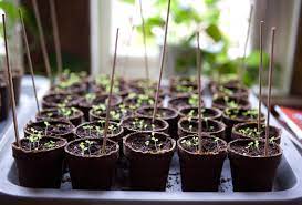 starting seeds indoors tips for