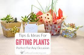 Tips Ideas For Giving Plants As Gifts
