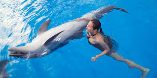 dolphin isted therapy less saves